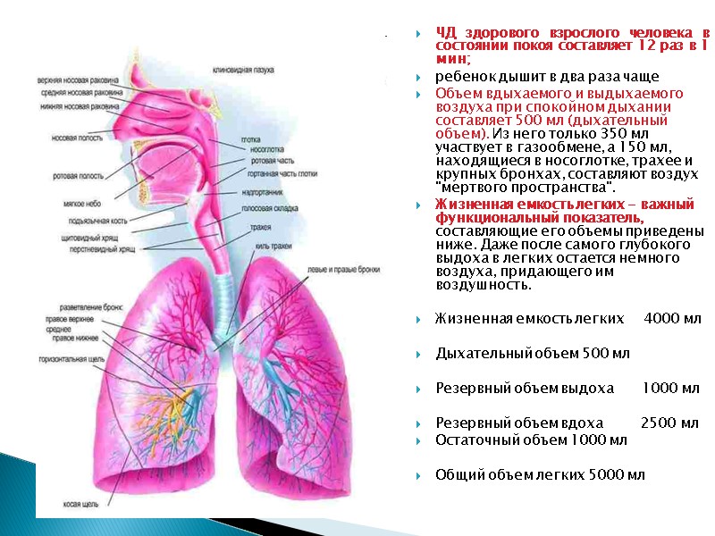 ЧД здорового взрослого человека в состоянии покоя составляет 12 раз в 1 мин; 